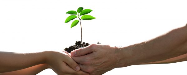 Two hands holding together a green young plant isolated on white background